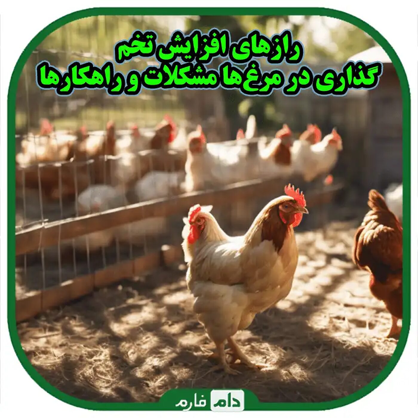 عوامل_کاهش_تخم_گذاری_در_مرغ_های_تخم_گذار