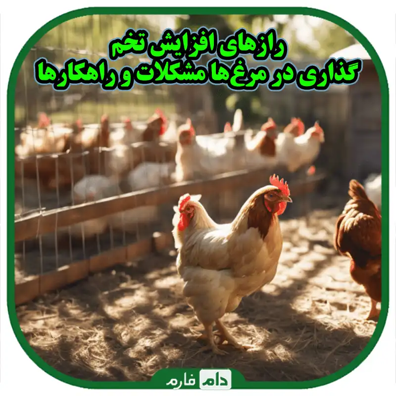 عوامل_کاهش_تخم_گذاری_در_مرغ_های_تخم_گذار
