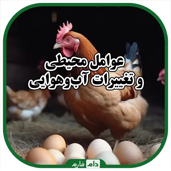 Factors-reducing-estimation-in-laying-hens