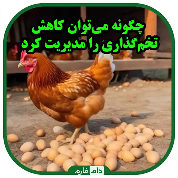 Factors-reducing-estimation-in-laying-hens