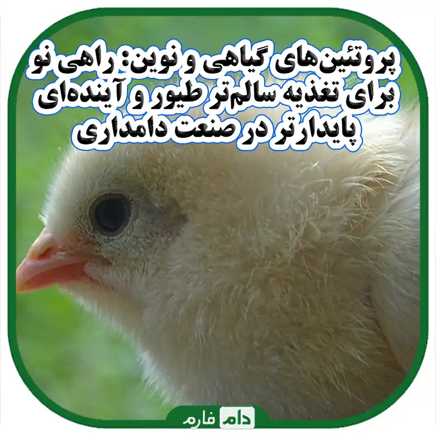 جایگزین‌های_گیاهی_و_جایگزین‌های_نوین_در_خوراک_طیور