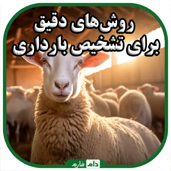 Pregnancy-detection-in-sheep-and-prenatal-care