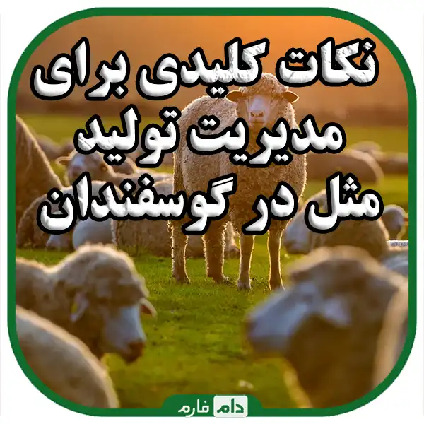 Pregnancy-detection-in-sheep-and-prenatal-care