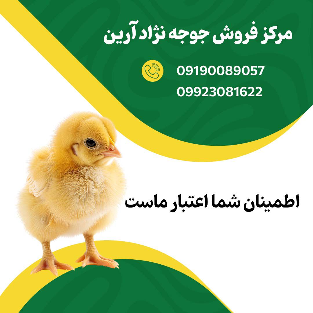 مرکز_فروش_جوجه_یک_روزه_نژاد_آرین_۰۹۱۹۰۰۸۹۰۵۷