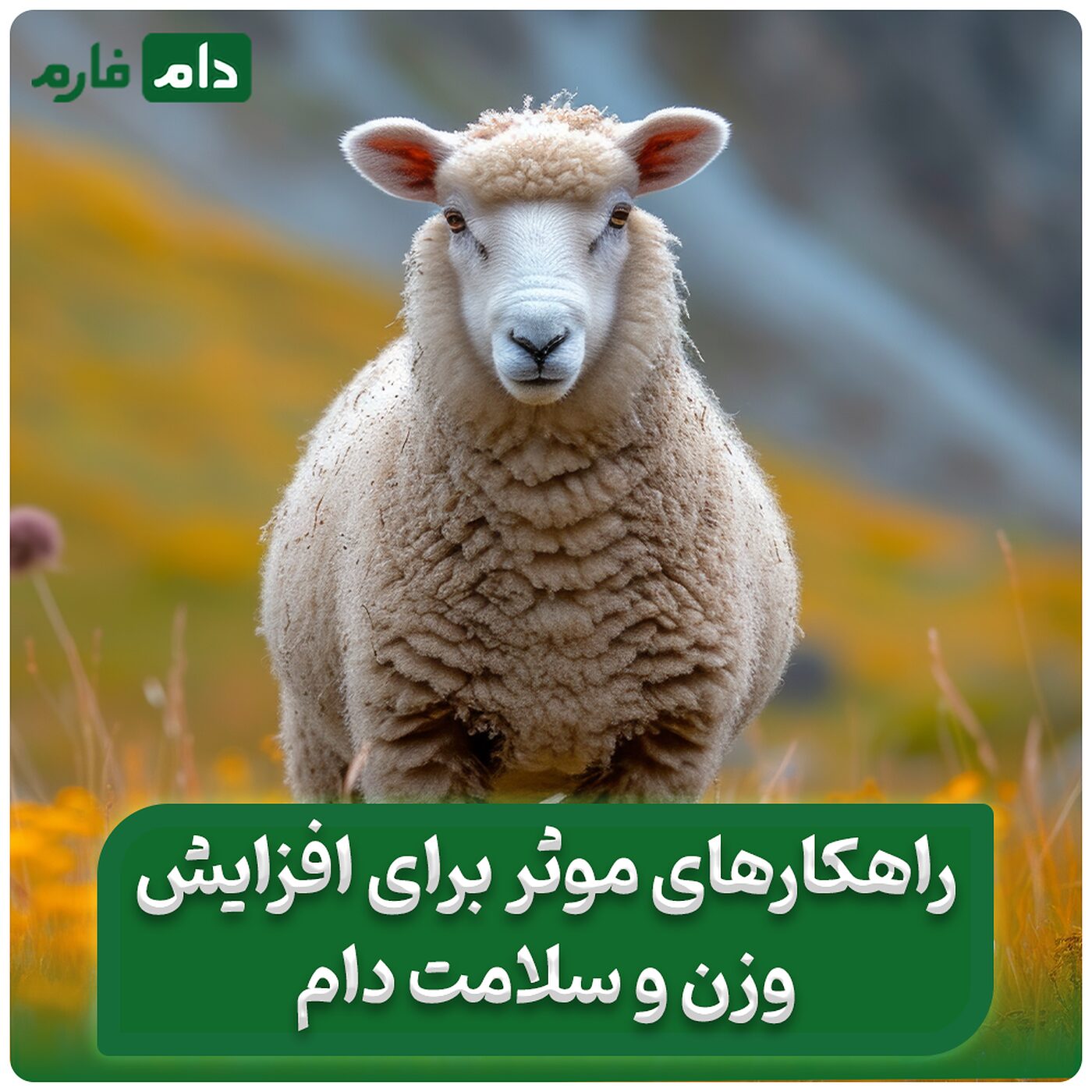 5_مکمل_برای_چاق_شدن_سریع_گوسفندان