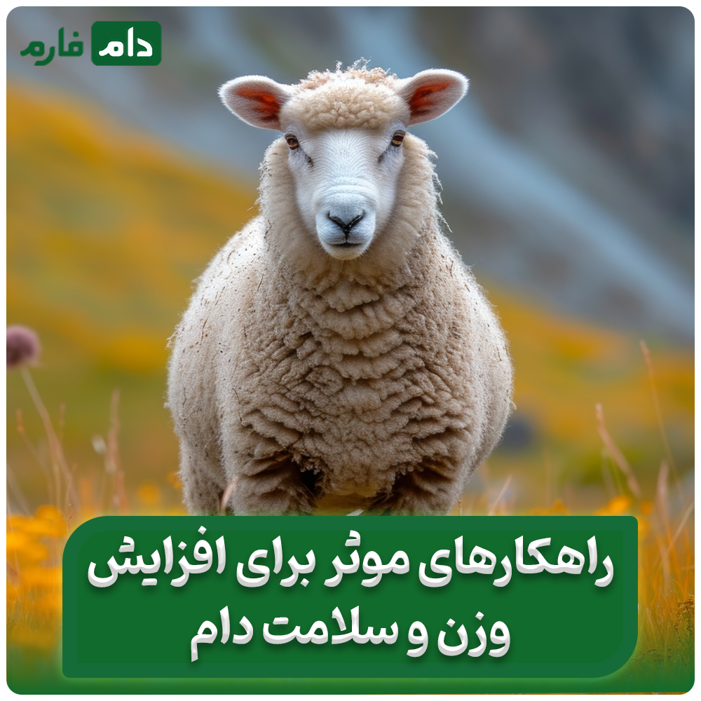 مؤثرترین_داروهای_چاقی_برای_گوسفندان:راهکارهای_برای_وزن_گرفتن_سریع_آنها_