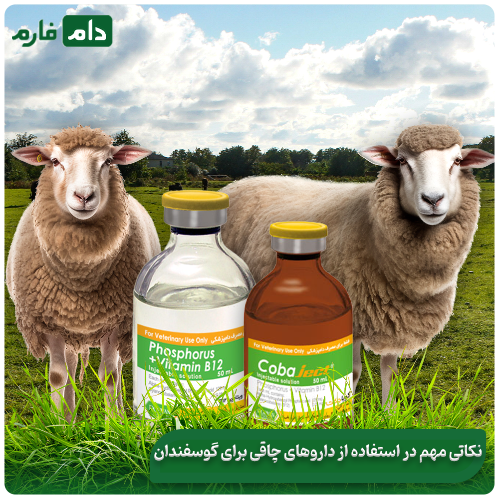 The-most-effective-drugs:-obesity-for-sheep,-solutions-for-their-rapid-weight-gain