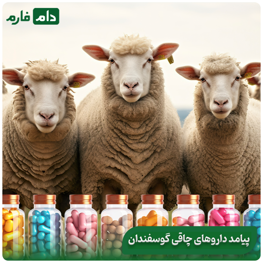 The-most-effective-drugs:-obesity-for-sheep,-solutions-for-their-rapid-weight-gain