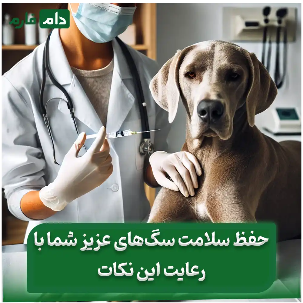 نحوه_تزریق_واکسن_سگ_