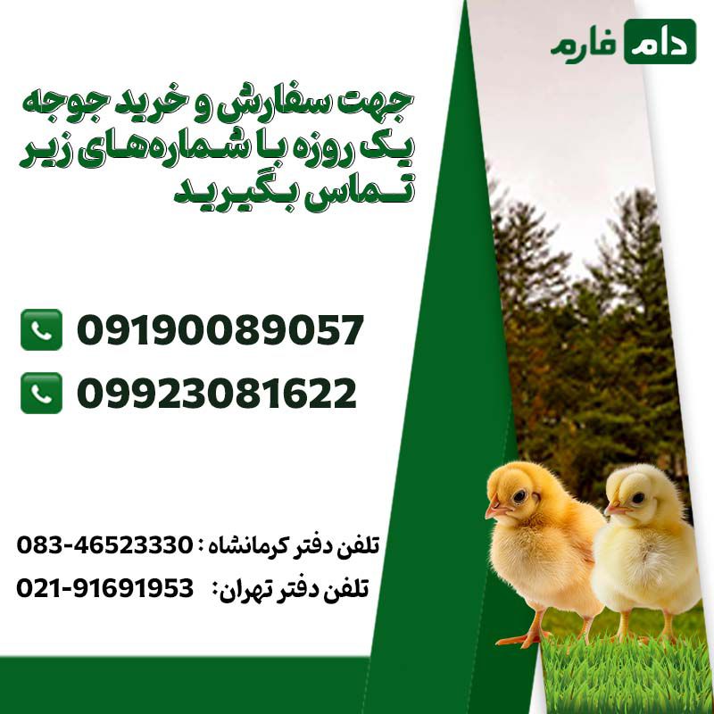 قیمت_جوجه_یک_روزه_:_عوامل_تاثیرگذار_و_راهنمای_خرید