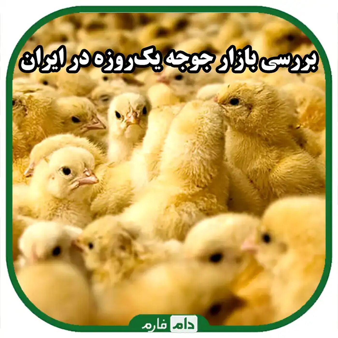 بررسی_بازار_جوجه_یک‌روزه_در_ایران