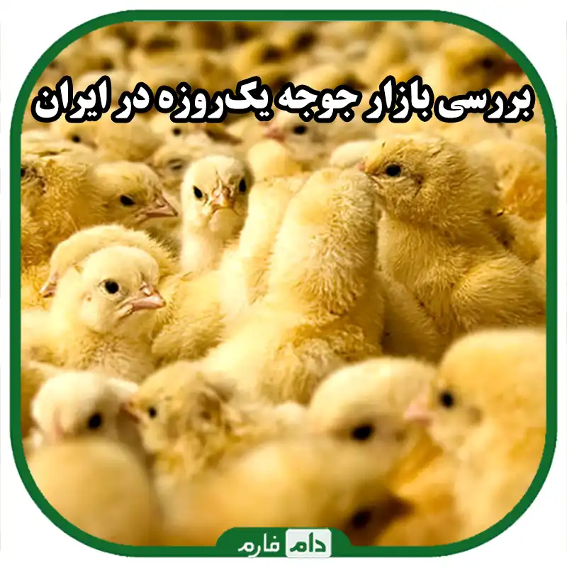 بررسی_بازار_جوجه_یک‌روزه_در_ایران