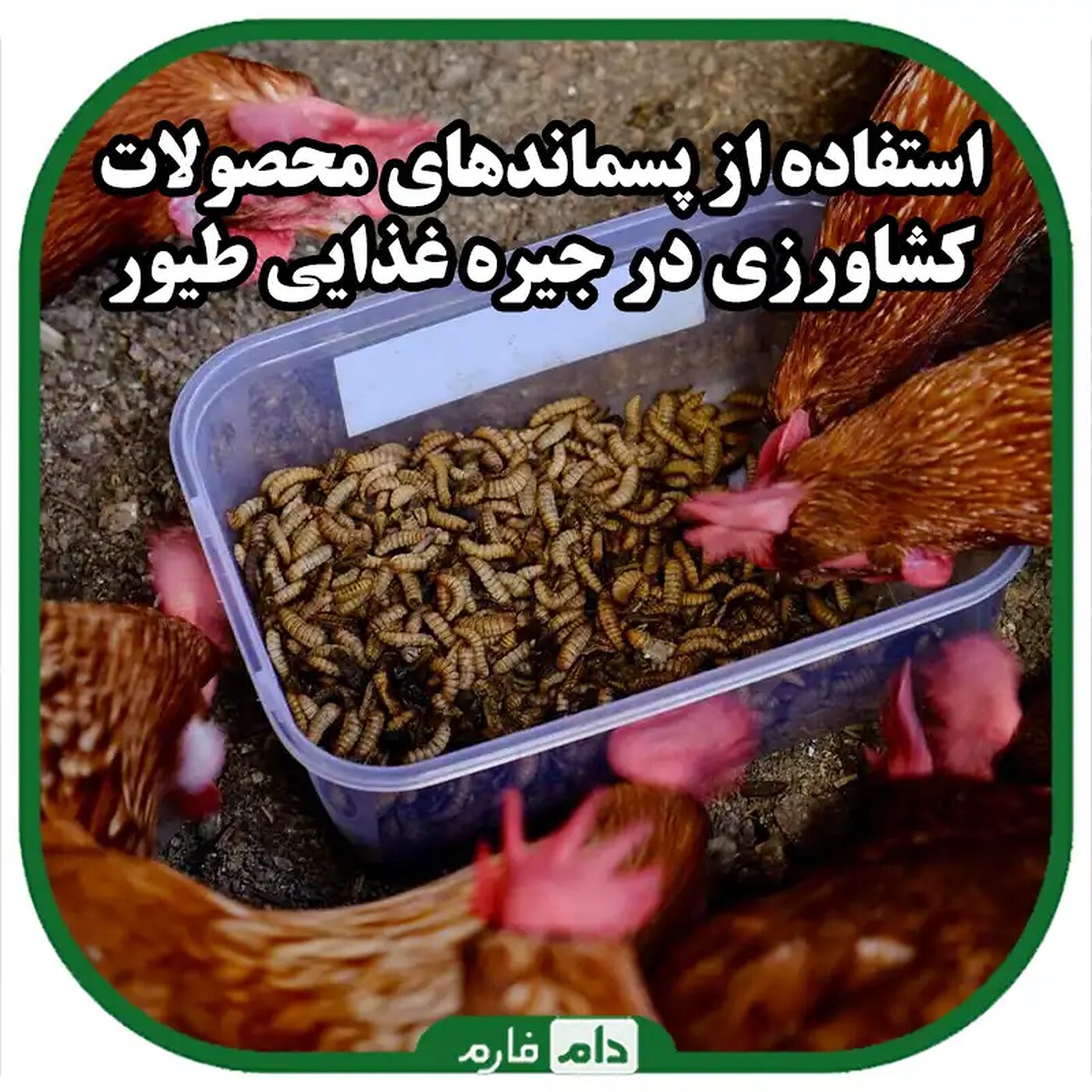 استفاده_از_پسماندهای_محصولات_کشاورزی_در_جیره_غذایی_طیور_