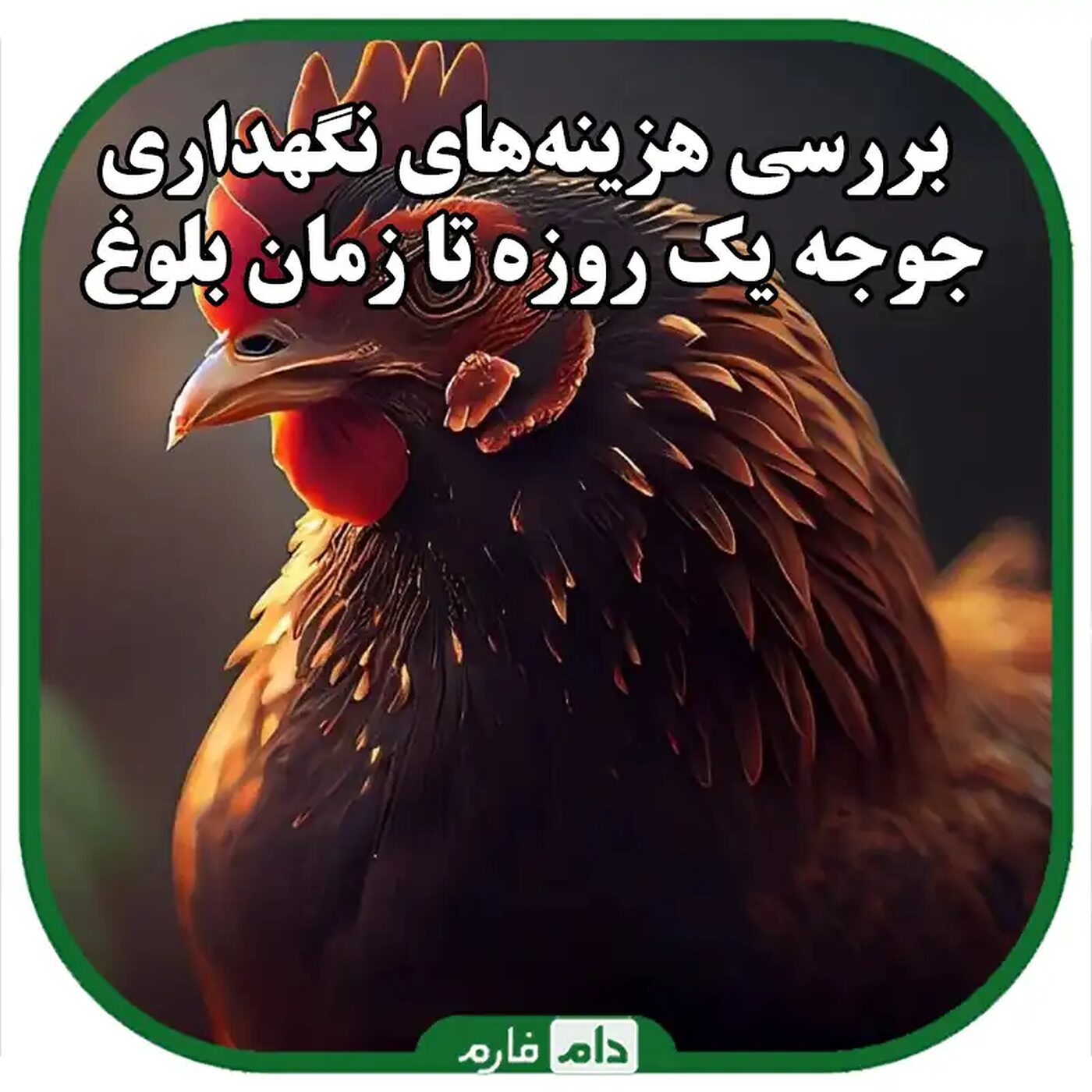 بررسی_هزینه‌های_نگهداری_جوجه_یک_روزه_تا_زمان_بلوغ