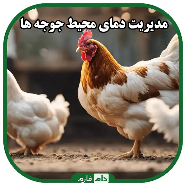 Key-points-in-proper-feeding-of-day-old-chicks-for-faster-growth