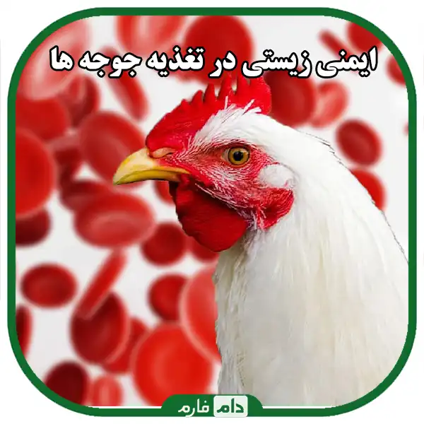 Key-points-in-proper-feeding-of-day-old-chicks-for-faster-growth