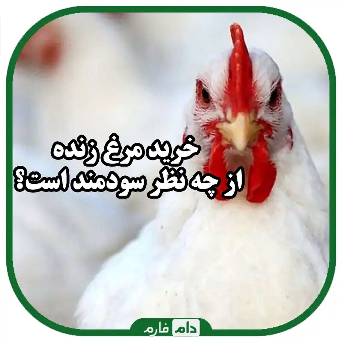خرید_مرغ_زنده_را_از_کجا_و_چگونه_انجام_دهیم؟