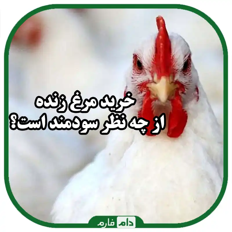 خرید_مرغ_زنده_را_از_کجا_و_چگونه_انجام_دهیم؟