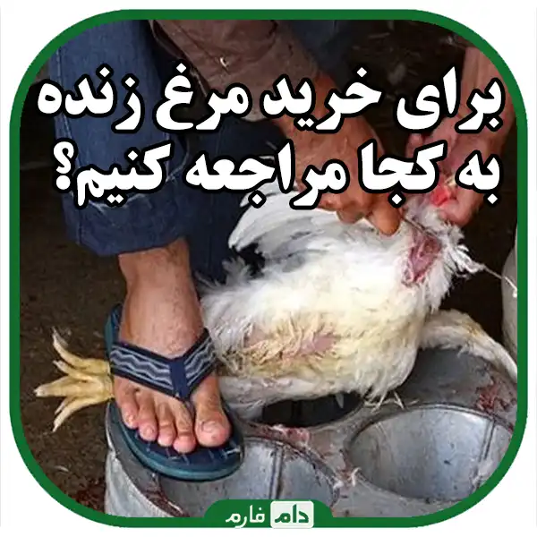 Where-and-how-to-buy-live-chicken