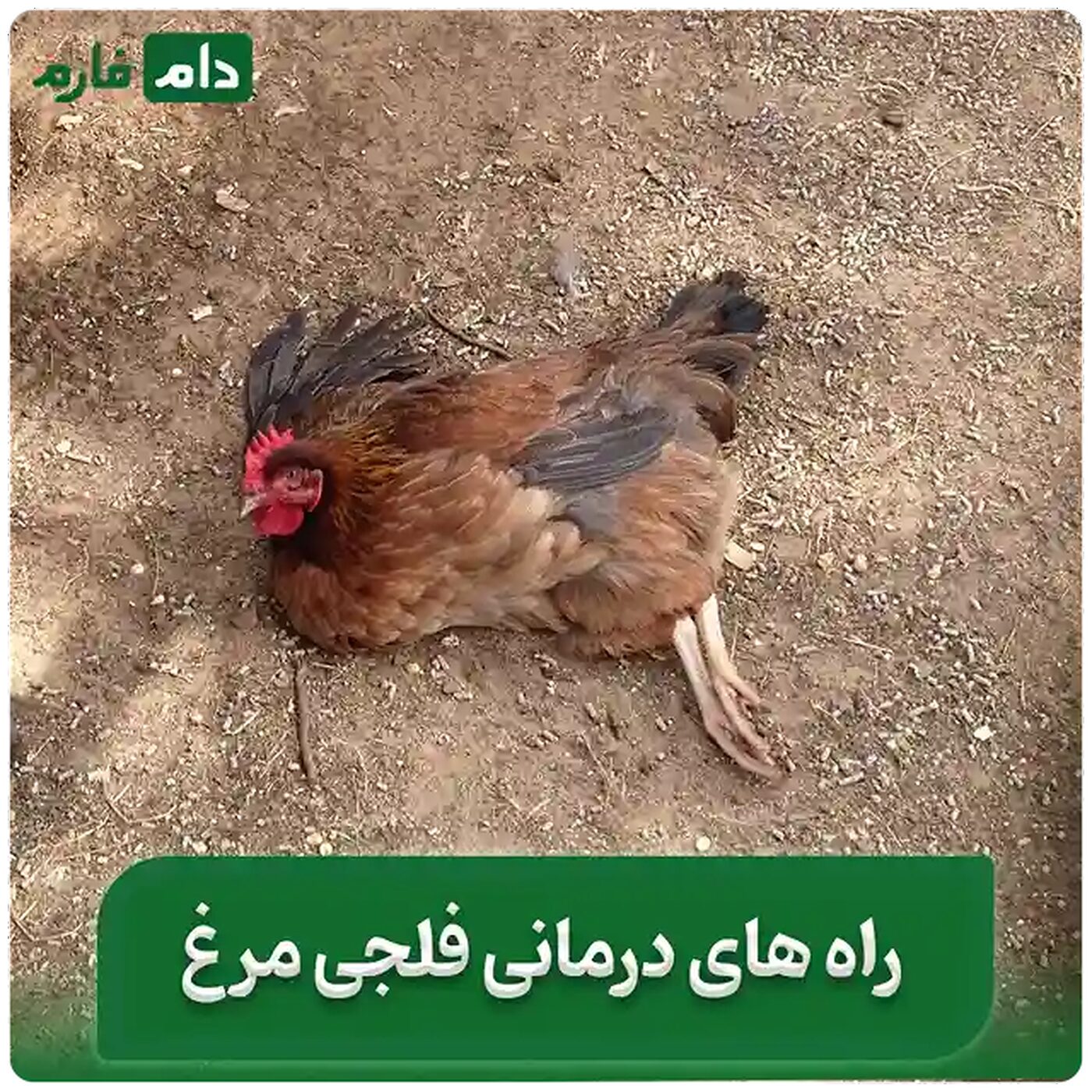 فلجی مرغ  | علل، علائم و نحوه درمان فلجی مرغ ها