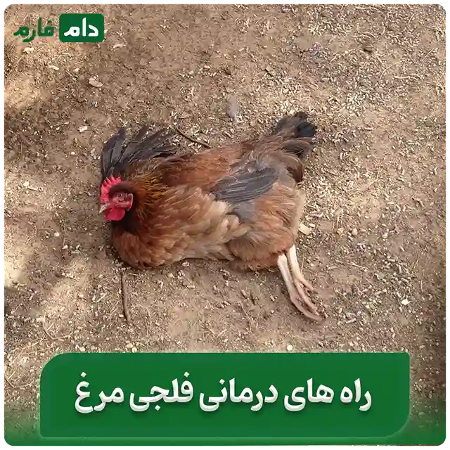 فلجی_مرغ__|_علل،_علائم_و_نحوه_درمان_فلجی_مرغ_ها