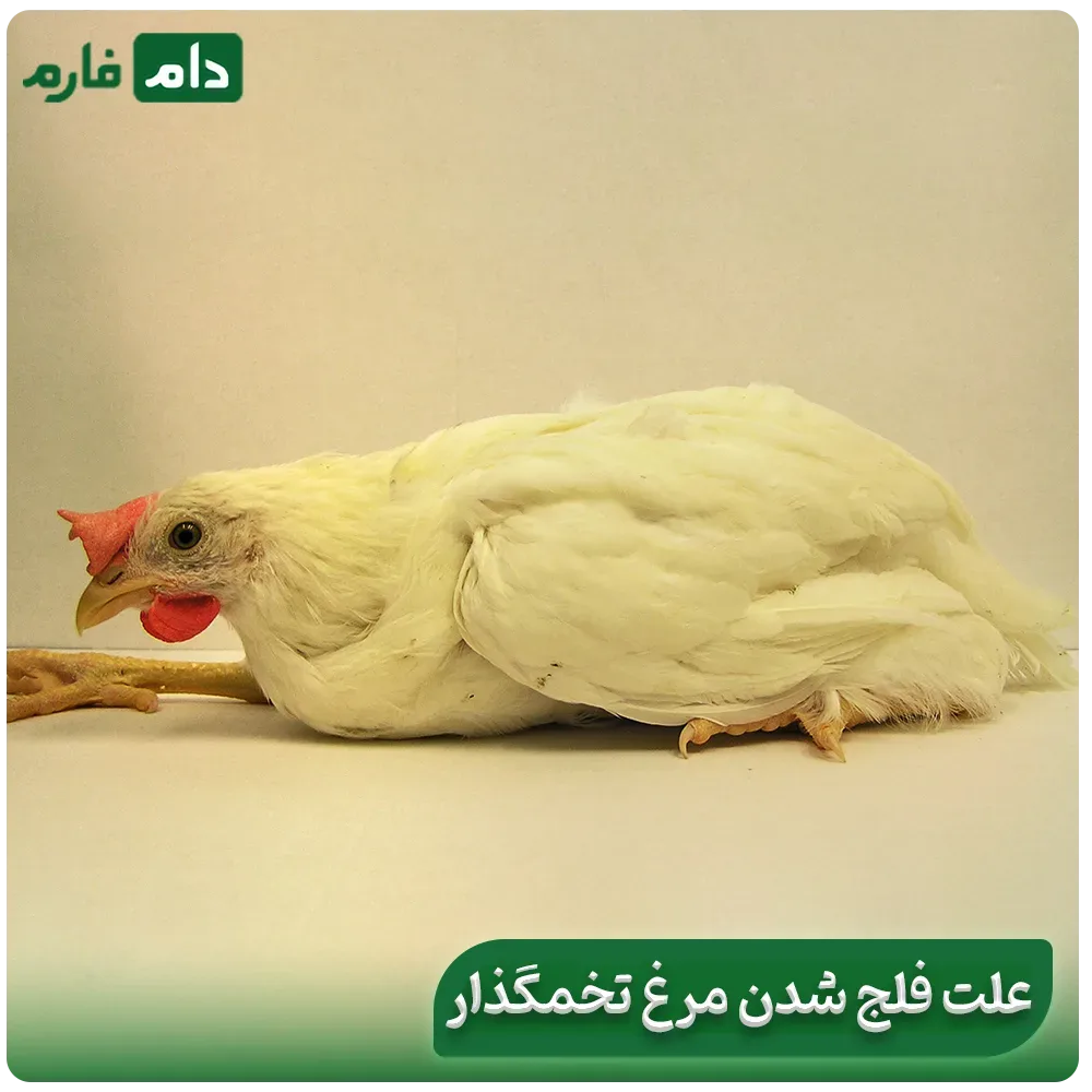 chicken-paralysis-and-its-treatment