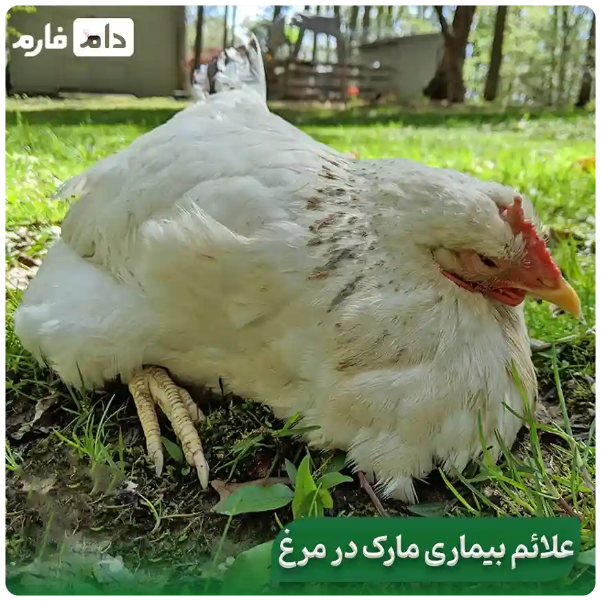 chicken-paralysis-and-its-treatment