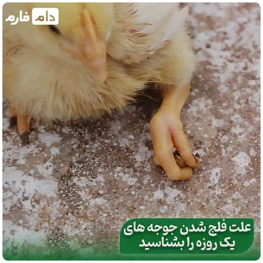 chicken-paralysis-and-its-treatment
