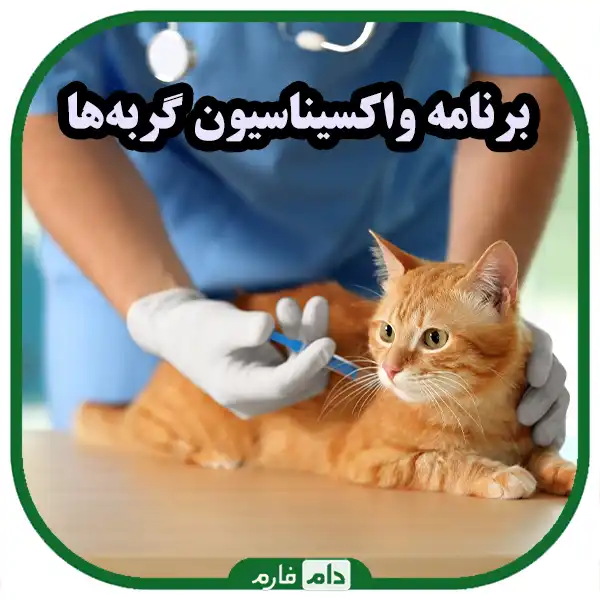 Complications-of-not-vaccinating-cats:-everything-you-need-to-know-for-your-pet's-health
