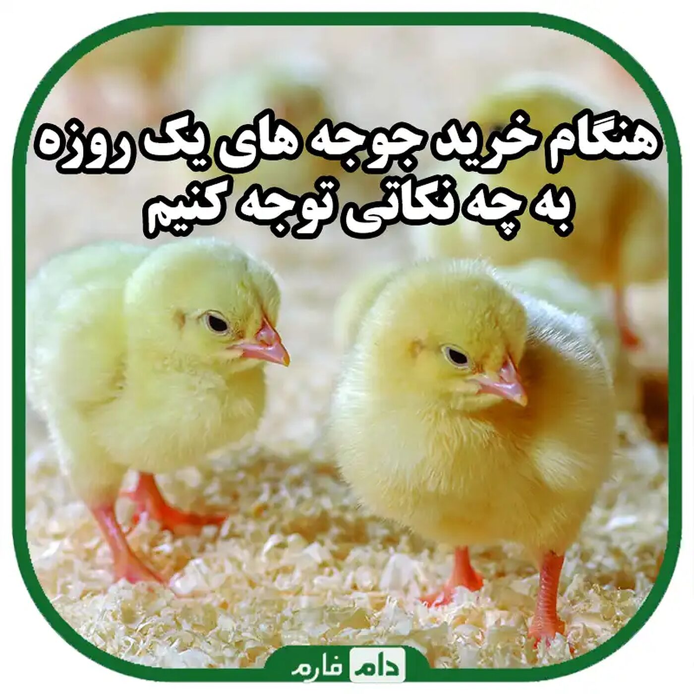 خرید_جوجه_یک_روزه_را_طبق_چه_فاکتورهایی_انجام_دهیم