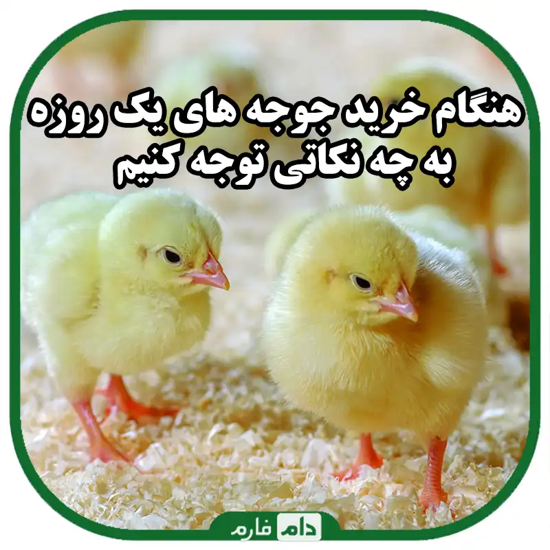 خرید_جوجه_یک_روزه_را_طبق_چه_فاکتورهایی_انجام_دهیم