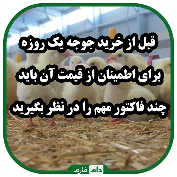 According-to-what-factors-should-we-buy-a-day-old-chicken