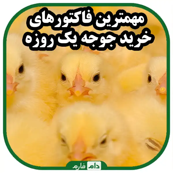 According-to-what-factors-should-we-buy-a-day-old-chicken