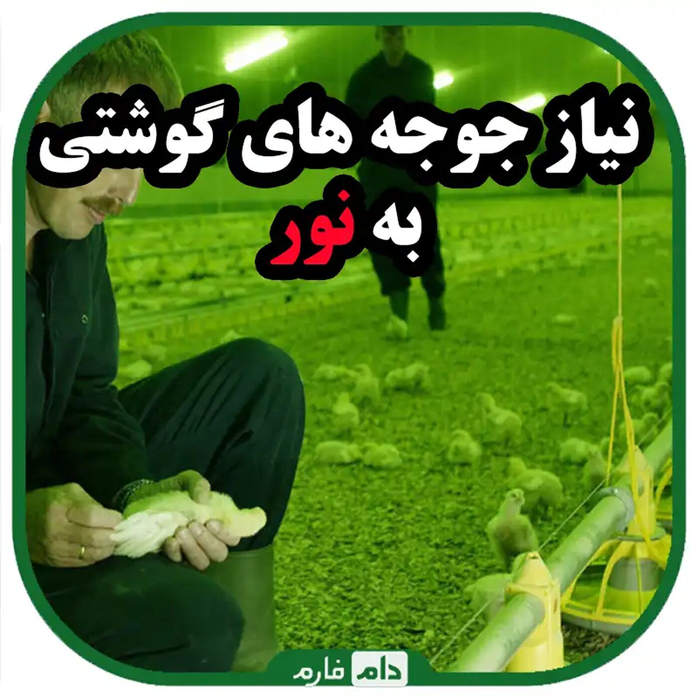 نیاز_جوجه_هاى_گوشتى_به_نور