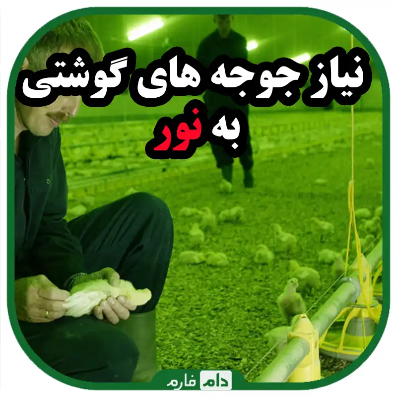 نیاز_جوجه_هاى_گوشتى_به_نور
