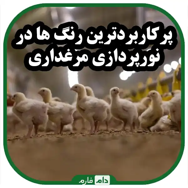 Broilersneedforlight