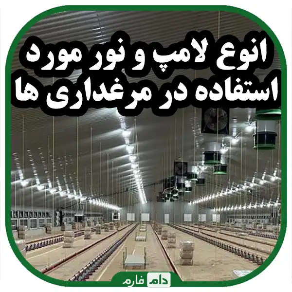 Broilersneedforlight