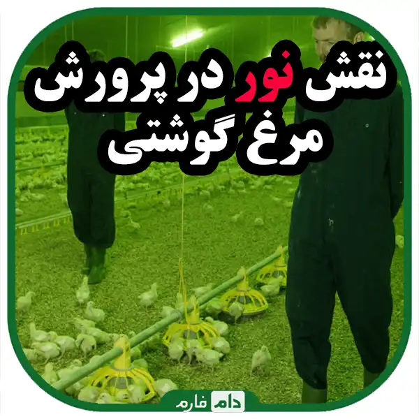 Broilersneedforlight