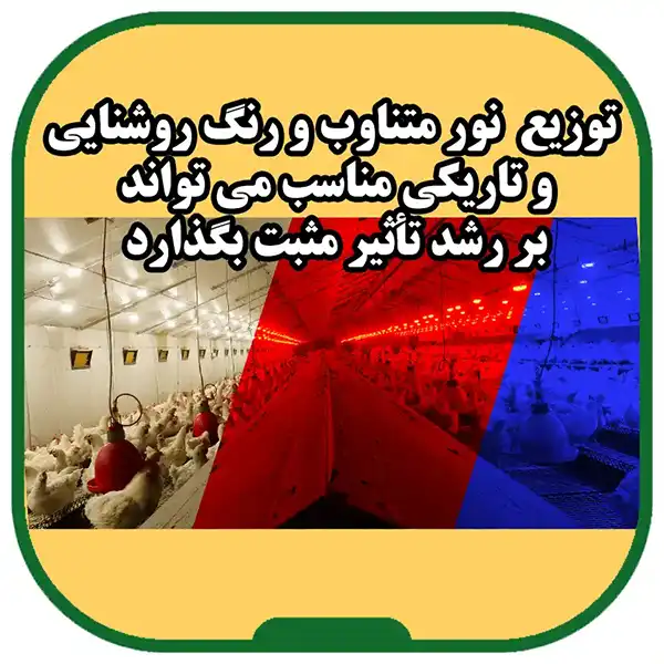 Broilersneedforlight