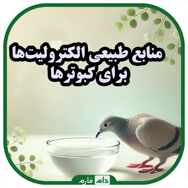 Flying-to-peak-health-The-surprising-effect-of-electrolytes-on-the-pigeon-body