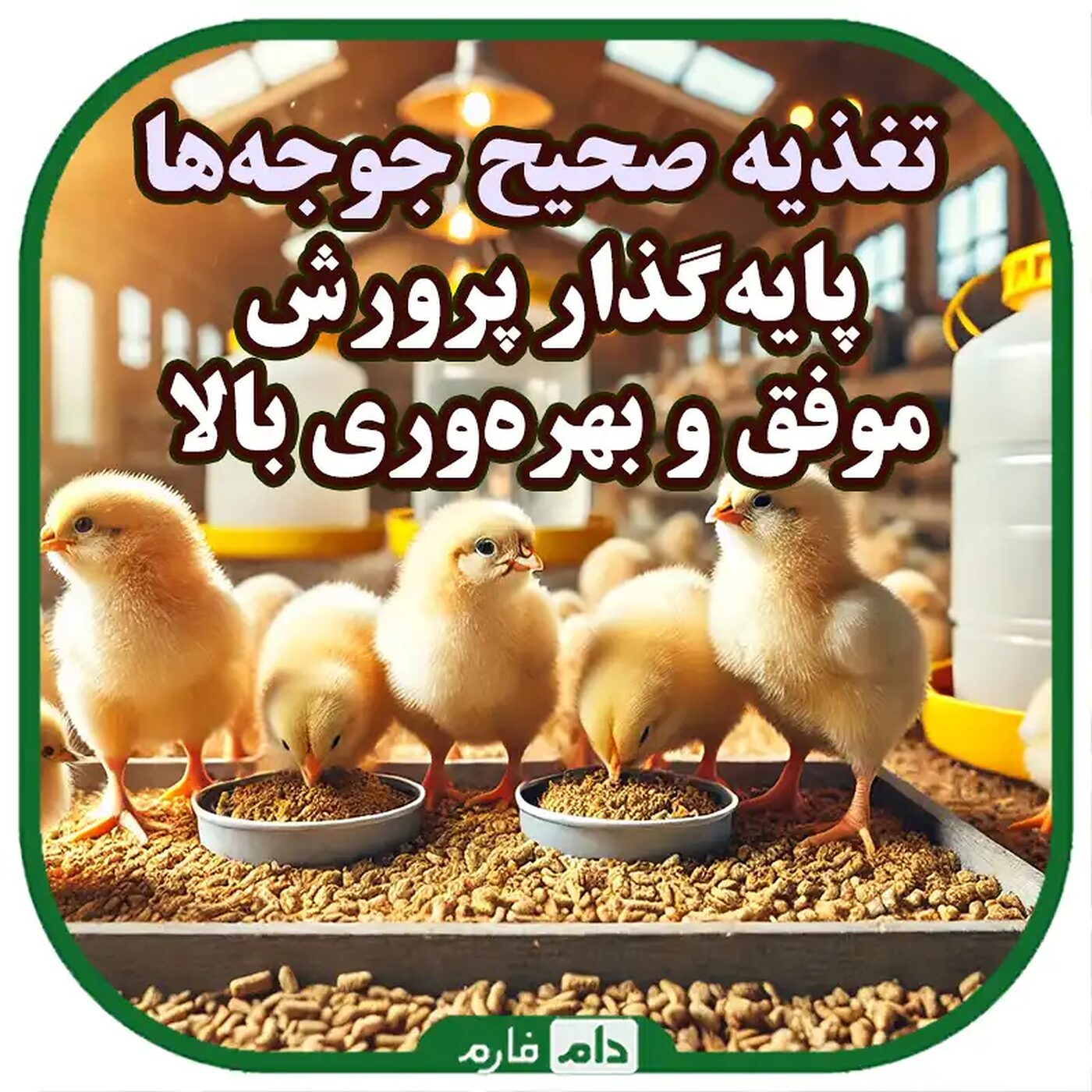 تغذیه_صحیح_جوجه_یک_روزه_برای_رشد_سریع‌تر