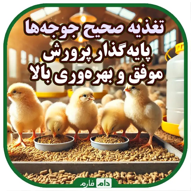 تغذیه_صحیح_جوجه_یک_روزه_برای_رشد_سریع‌تر