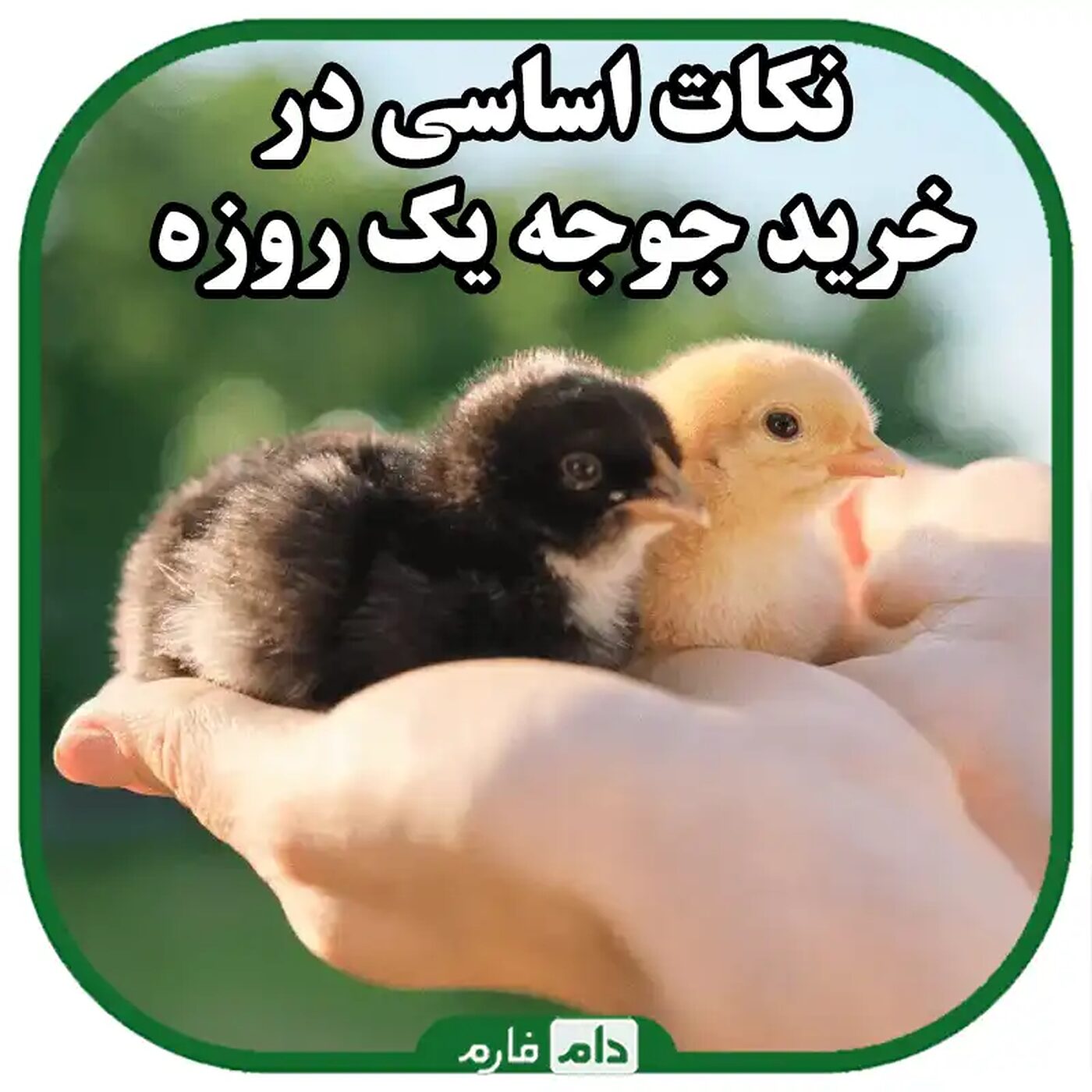 راهنمای_جامع_خرید_جوجه_یک_روزه_برای_مرغداران_مبتدی_|_کلید_موفقیت_در_پرورش_مرغ