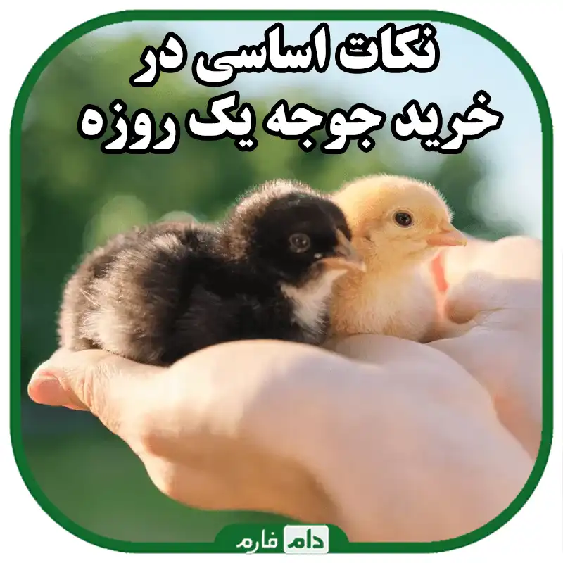 راهنمای_جامع_خرید_جوجه_یک_روزه_برای_مرغداران_مبتدی_|_کلید_موفقیت_در_پرورش_مرغ