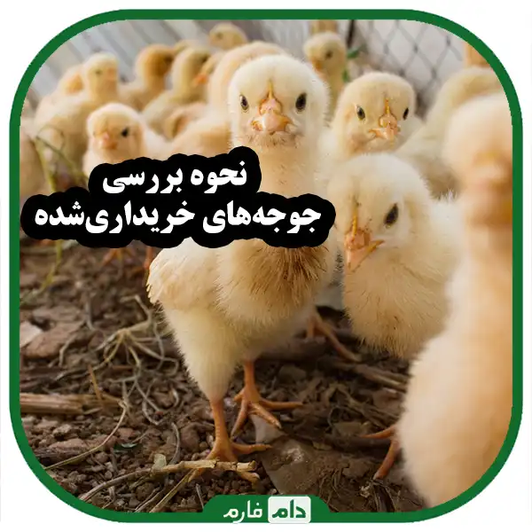 A-comprehensive-guide-to-buying-day-old-chickens-for-beginner-poultry-farmers
