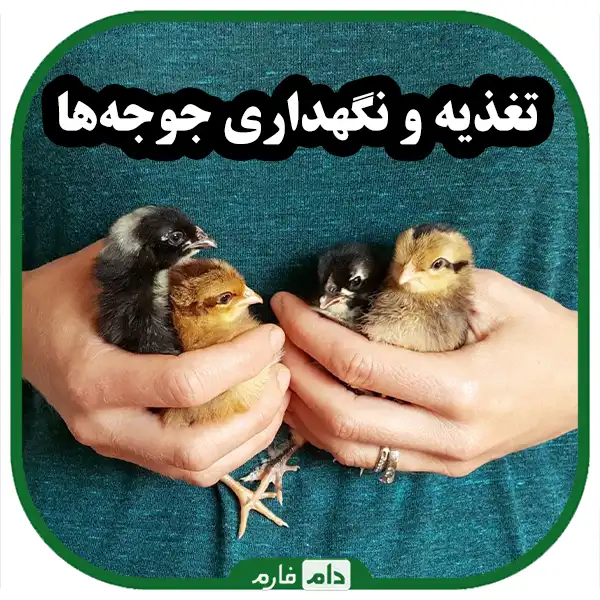 A-comprehensive-guide-to-buying-day-old-chickens-for-beginner-poultry-farmers