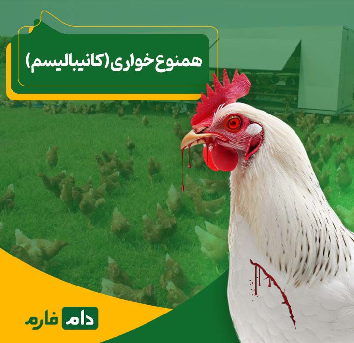 7_استراتژی_کلیدی_برای_جلوگیری_از_همنوع_خواری_در_پرندگان