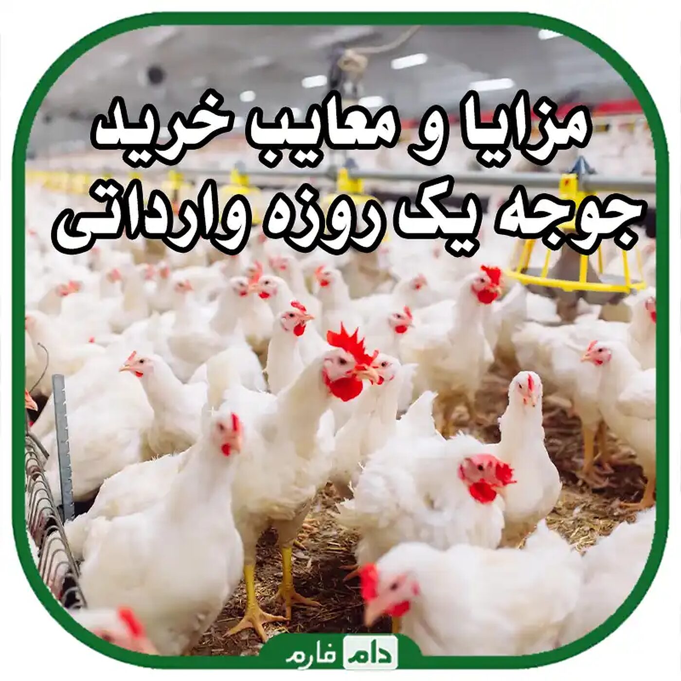 مزایا_و_معایب_خرید_جوجه‌_یک_روزه_وارداتی