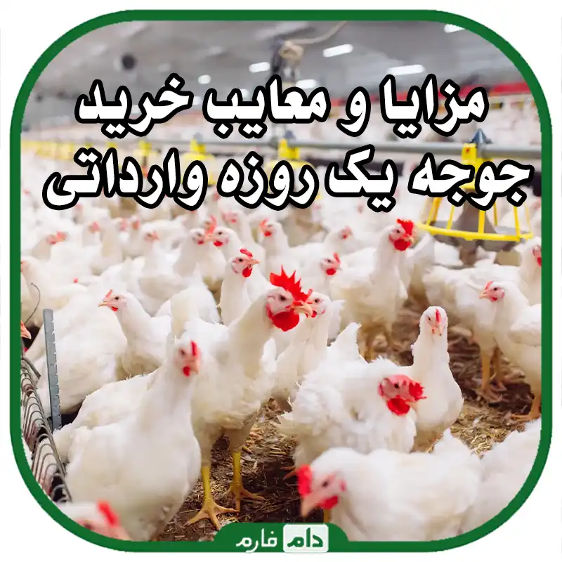 مزایا_و_معایب_خرید_جوجه‌_یک_روزه_وارداتی