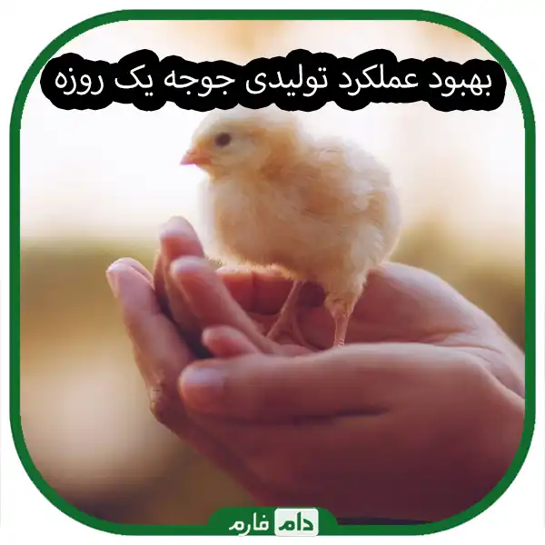 Advantages-and-disadvantages-of-buying-imported-day-old-chicks